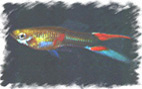 Bild Guppy4 14KB