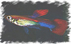 Bild Guppy6 15KB