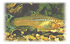 Bild Guppyweibchen7 19KB
